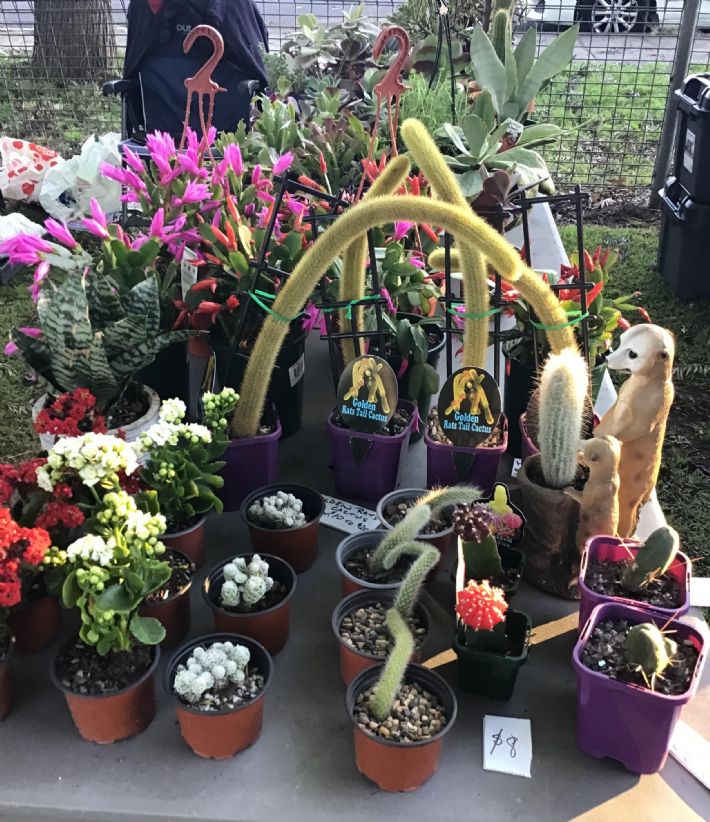 Bill's Succulents and Cactus