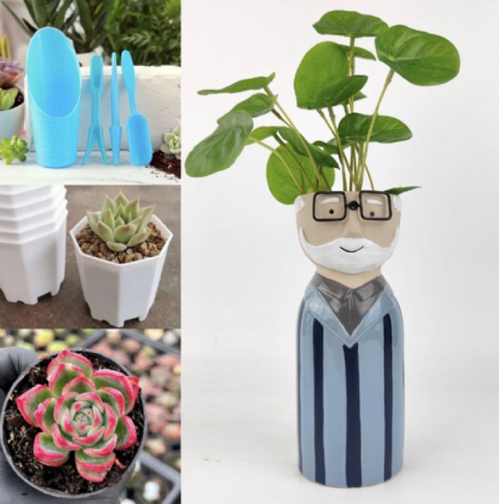 Emu Plains Succulents