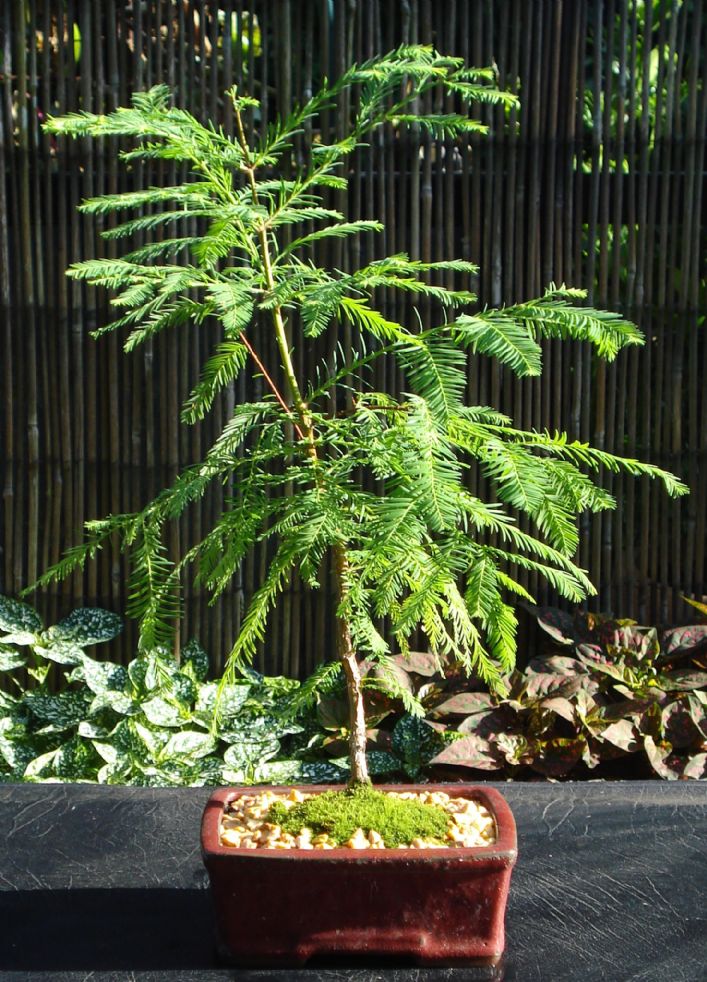 Bonsai Boys